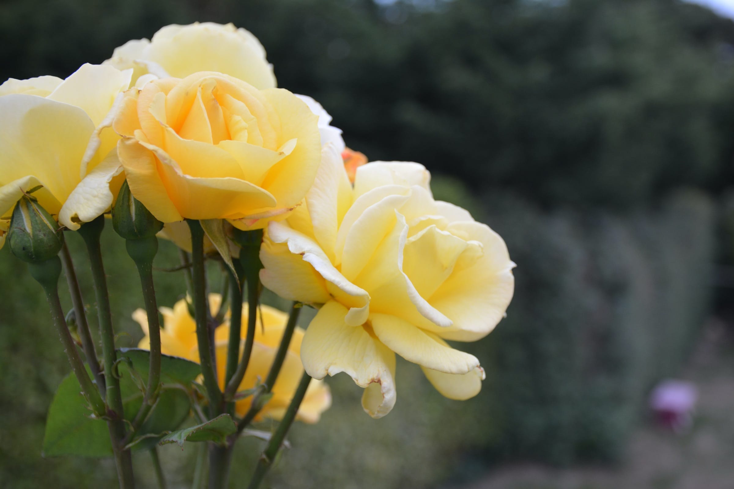 Blooming Life