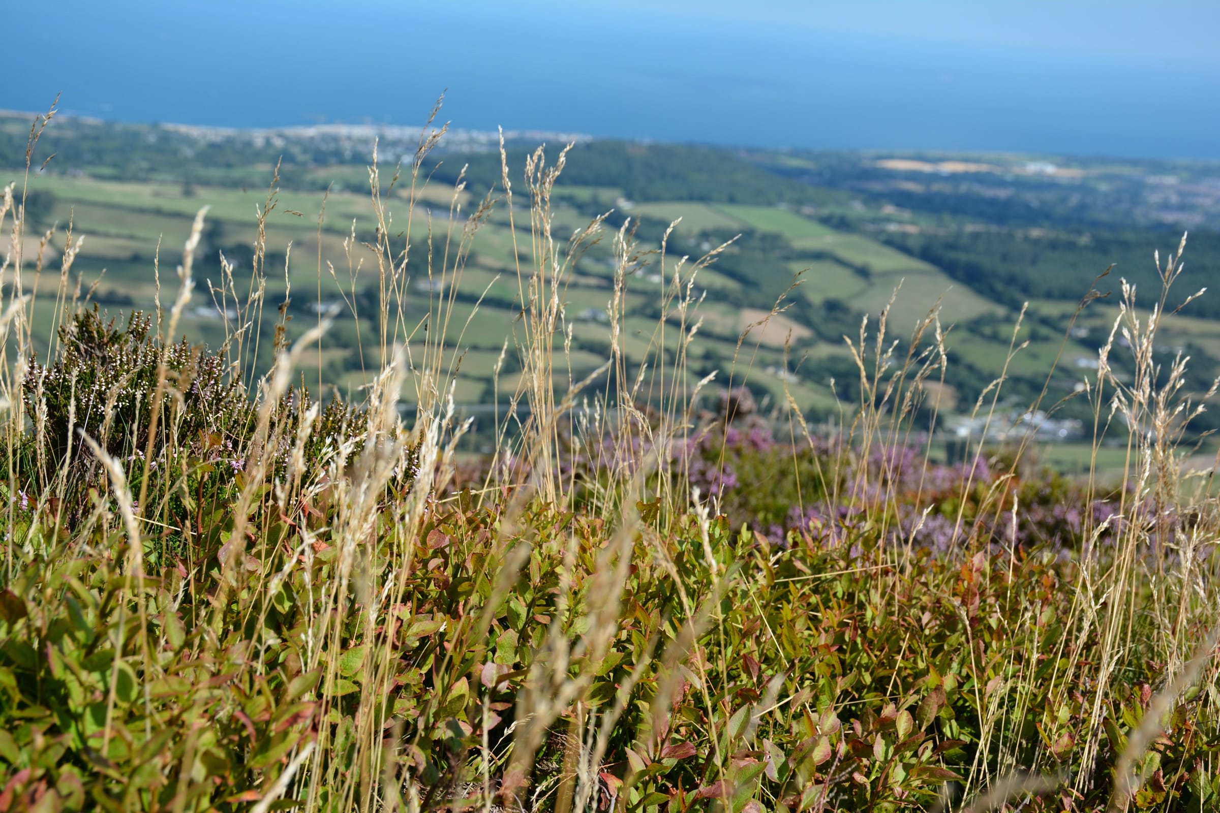 Whispers Above the Valley